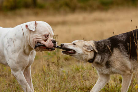 Two big dogs struggling and playing with stick on lawn in autumn.の写真素材