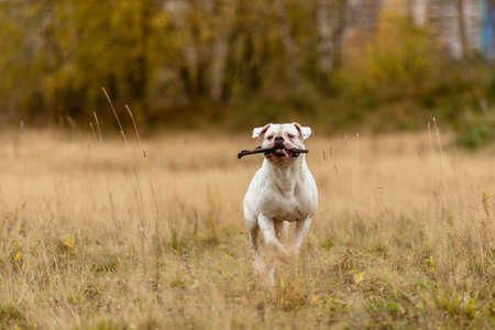 Big dog struggling and playing with stick on lawn in autumn.の写真素材