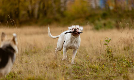 Two big dogs struggling and playing with stick on lawn in autumn.の写真素材