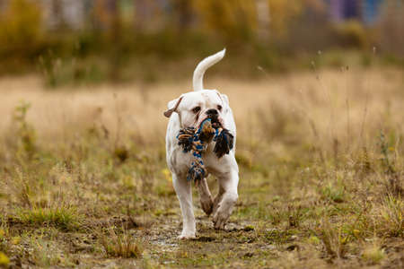 Big dog struggling and playing with stick on lawn in autumn.の写真素材
