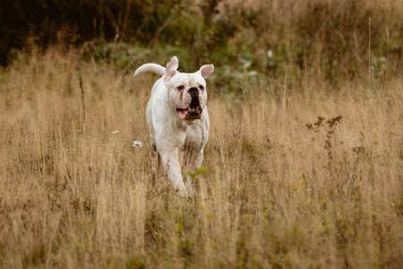 Adorable big white dog sitting in nature and looking away.の写真素材