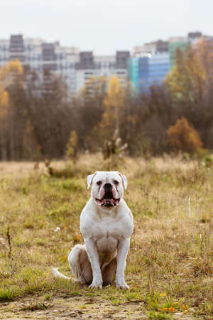 Adorable big white dog sitting in nature and looking at camera.の写真素材