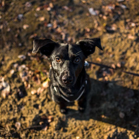 From above Portrait of beautiful small black dog, looking aside, sitting on a meadowの写真素材