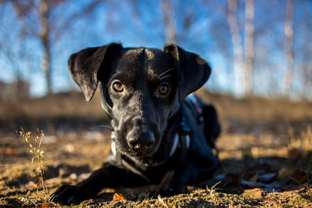 Portrait of beautiful small black dog, looking at camera, lying on a sunny meadow. Blue sky and trees backgroundの写真素材