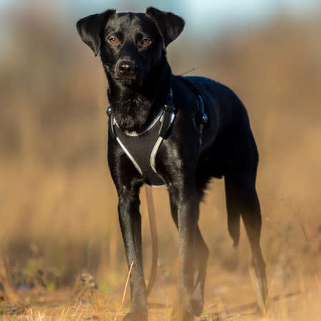 Portrait of beautiful small black dog, looking aside, standing in a meadow in a fog.の写真素材