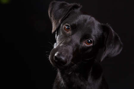 Cute big black dog sitting in studio on black background.の写真素材