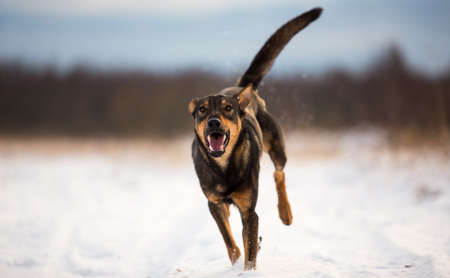 Portrait of beautiful dog, jumping and running at cameraの写真素材