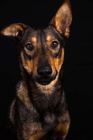Cute big black red dog sitting in studio on black background.の写真素材