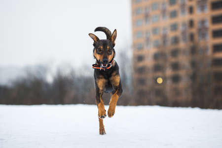 Portrait of beautiful dog, jumping and running at cameraの写真素材