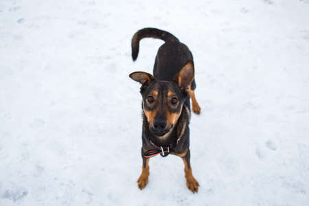 Viewa from abov at beautiful black dog, looking at camera, standing in a meadow.の写真素材