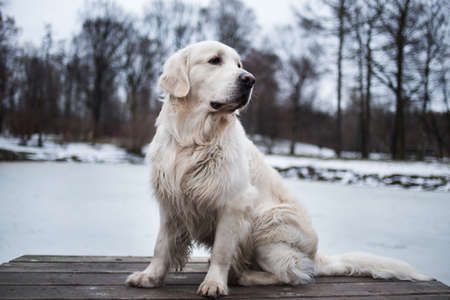 A beautiful, cute and cuddly golden retriever dog sitting in a pier in a park. Cloudy winter day.の写真素材