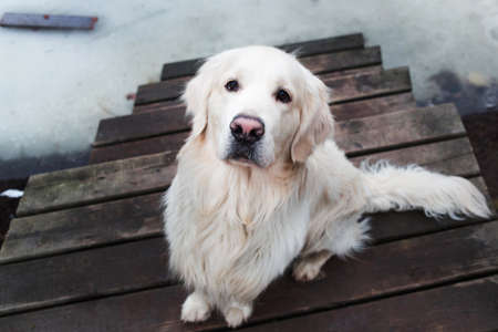 View from above at a beautiful, cute and cuddly golden retriever dog sitting in a dock in a park. Cloudy winter day.の写真素材