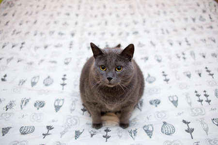 Scottish brittish Shorthair grey blue dramatic cat on a white bed in a bedroomの写真素材