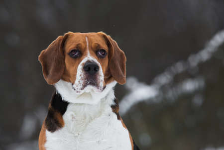 Portrait of dog breed american beagle sitting in winter forest, looking asideの写真素材
