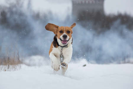 Portrait of american beagle dog running at camera on field in winterの写真素材