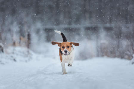Portrait of american beagle dog running at camera on field in winter