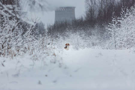 Close up portrait of a Beagle dog in winter, standing in a meadow looking at cameraの写真素材