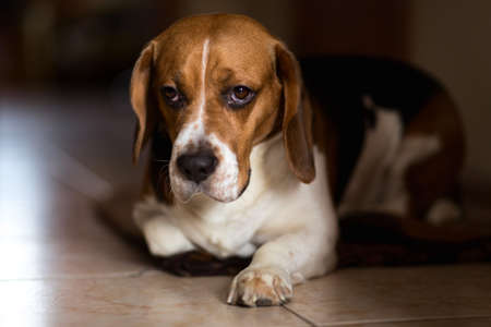 Portrit of american beagle dog lying in the corridor looking at camera seriousの写真素材