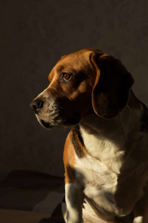 Portrit of american beagle dog sitting on the mat on the dog bed looking at aside. The sun shines from the windowの写真素材