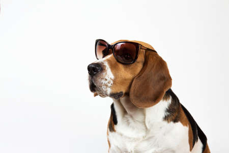 Studio shot of a beautiful american beagle dog sitting in sunglasses, looking aside. Isolated on whiteの写真素材
