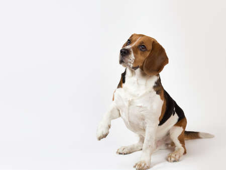 Beautiful american beagle dog sitting on a white background looking at aside