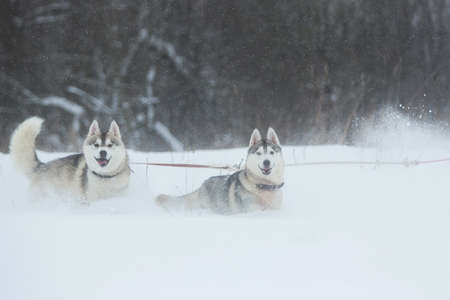 Siberian Husky dogs on winter background. Two amazing husky dogs sitting on the snow. Snowfall, cloudy dayの写真素材