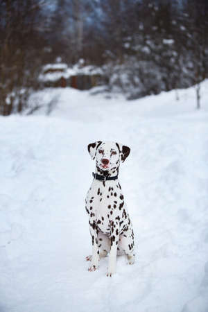Portrait of yong dalmatian dog in winter in snowの写真素材