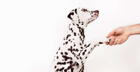 Friendship and partnership between man and dalmatian dog isolated on whiteの写真素材