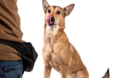 A man training dog in studio. Friendship and partnership between man and dalmatian dog isolated on...