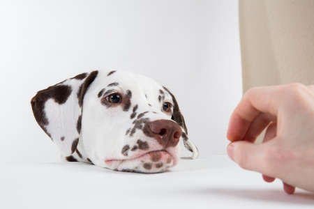 Portrait of Dalmatian dogsitting, looking aside, isolated on whiteの写真素材