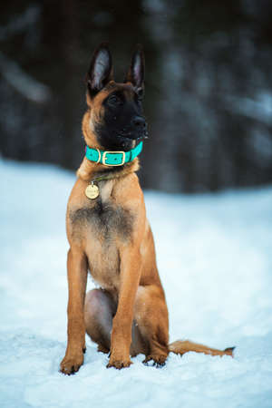 Belgian Shepherd - malinois dog, puppy 3 mounth old Sitting and posing on white snowing field in winter. Snowing. Winter forest backgroundの写真素材