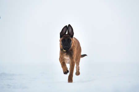 Belgian Shepherd - malinois dog, puppy 3 mounth old running and playing on white snowing field.in winter. Snowing.の写真素材