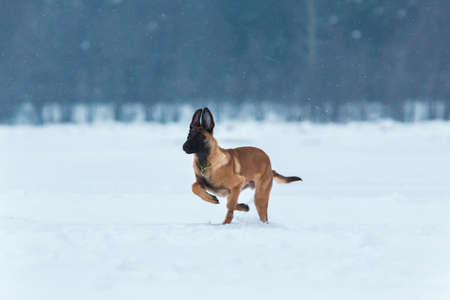Belgian Shepherd - malinois dog, puppy 3 mounth old running and playing on white snowing field.in winter. Snowing. Winter forest backgroundの写真素材