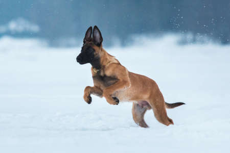 Belgian Shepherd - malinois dog, puppy 3 mounth old running and playing on white snowing field.in winter. Snowing. Winter forest backgroundの写真素材