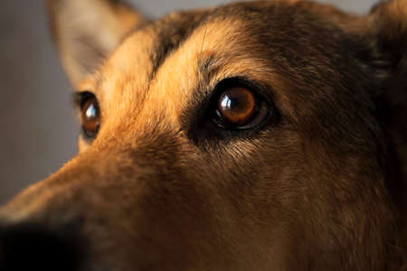 Close up view at eyes red mongrel dog, in interiourの写真素材