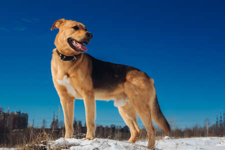Portrait of beautiful red hair dog in a meadow. The dog is standing on a hill, posing and looking...