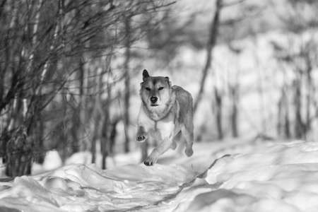 Portrait of beautiful red dog dog in a meadow. The dog is runnging at camera direction, looking...