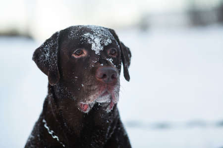 Portrait pf b-eautiful chocolate labrador retriever posing outside at winter. Labrador in the snow.