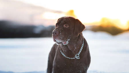 Portrait pf b-eautiful chocolate labrador retriever posing outside at winter. Labrador in the snow.の写真素材