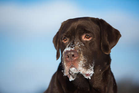 Portrait of beautiful chocolate labrador retriever posing outside at winter. Labrador in the snow.の写真素材