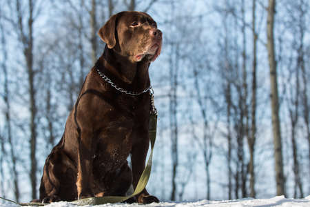 Portrait of beautiful chocolate labrador retriever posing outside at winter. Labrador in the snow.の写真素材