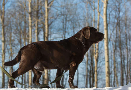 Portrait of beautiful chocolate labrador retriever posing outside at winter. Labrador in the snow.の写真素材