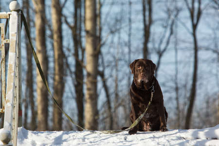 Portrait of beautiful chocolate labrador retriever posing outside at winter. Labrador in the snow.の写真素材