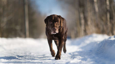 Portrait of beautiful chocolate labrador retriever outside at winter. Labrador in running at camera direction, looking happy.の写真素材