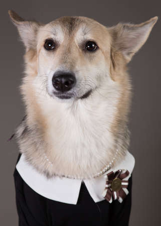 Studio portrait of middle size dog wearing school uniform dress, looking aside and sitting, on grey backgroundの写真素材