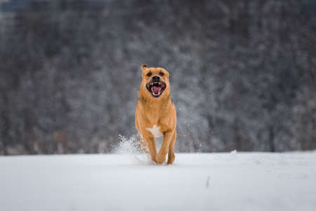 Portrait of beautiful red dog dog in a meadow. The dog is runnging at camera direction, looking happy. Witer sunny day. Trees backgroundの写真素材