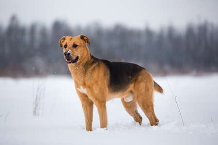 Portrait of beautiful red hair dog in a meadow. The dog is sitting. posing and looking aside. Trees and snow backgroundの写真素材