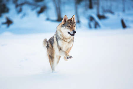 Grey Wolf - Canis lupus running at camera direction in a meadow on snow