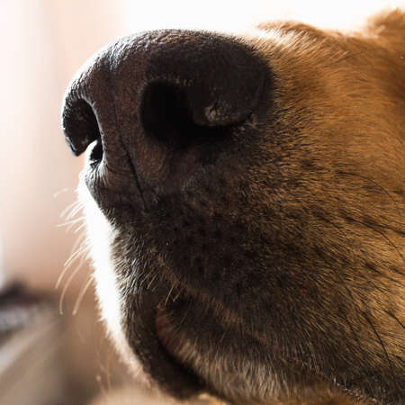 Close up view at mixed breed dog's face dog looking at cameraの写真素材