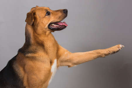 Friendship and partnership between man and big mixed breed dog in interiourの写真素材